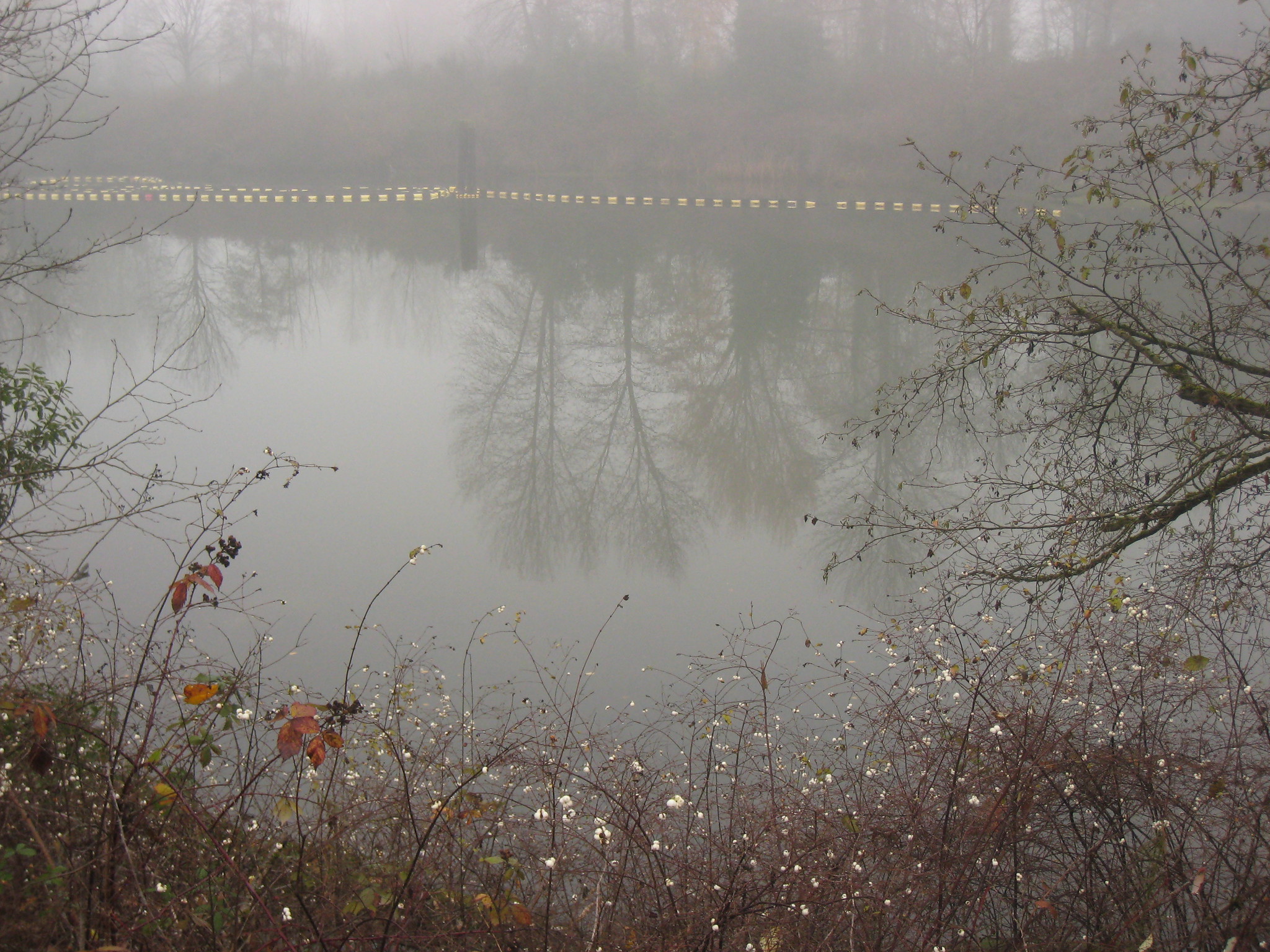 Duwamish River in fog with snowberries in winter